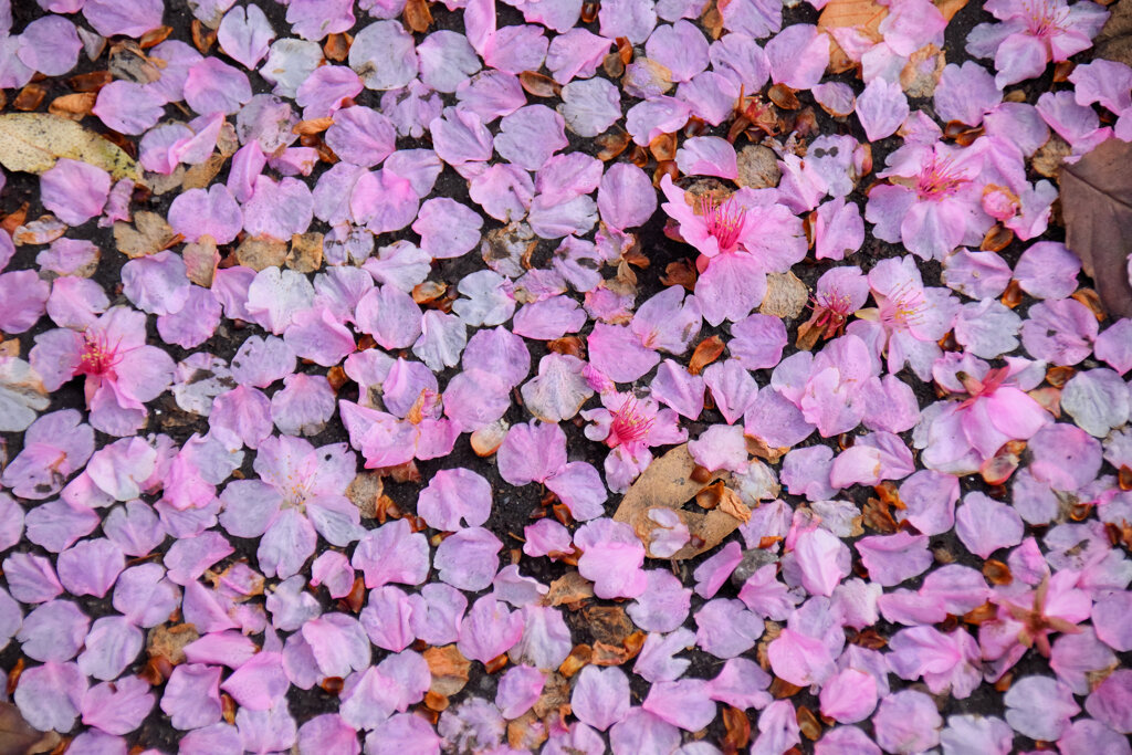 河津桜が散り始めましたよぉ・・・３