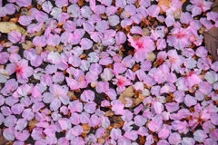 河津桜が散り始めましたよぉ・・・３