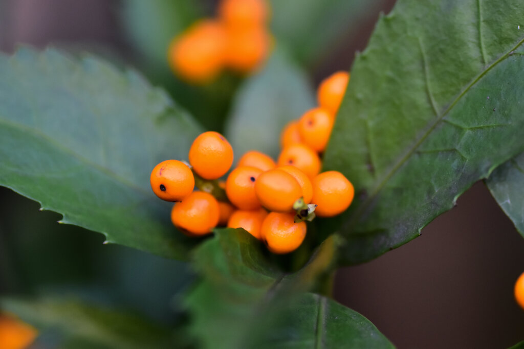 キミノセンリョウ（黄実千両）　３