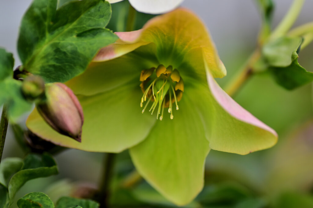 クリスマスローズ　２