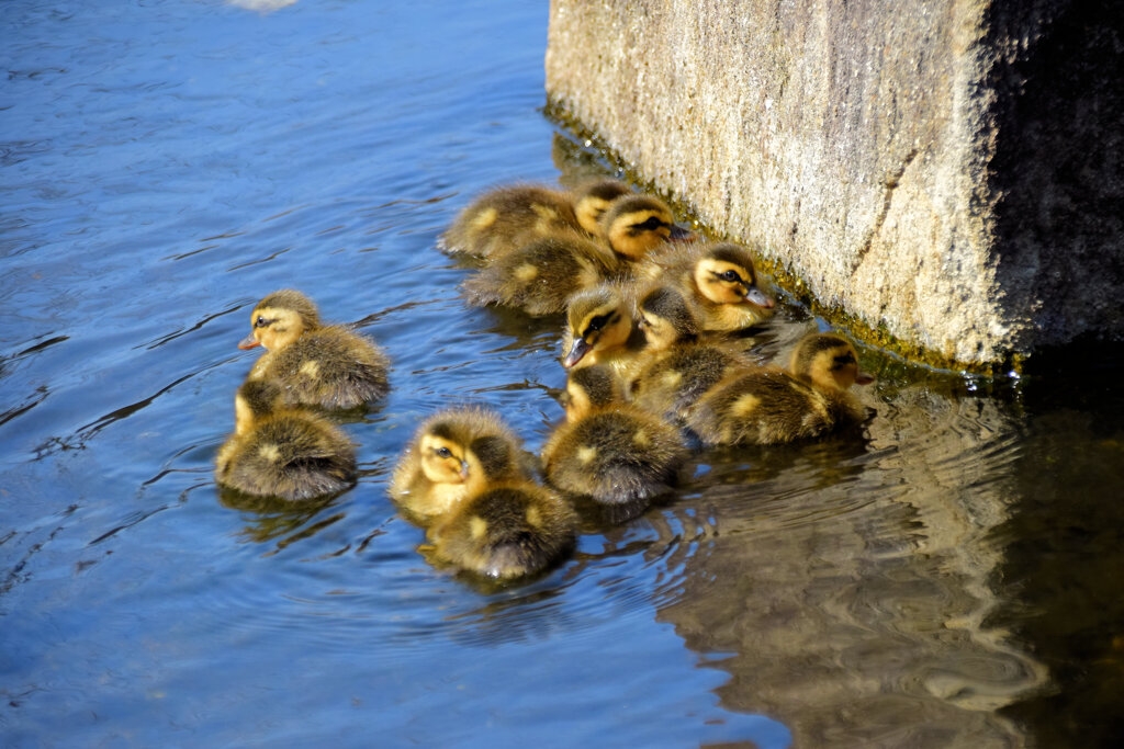 本日は私の誕生日・ｶﾙｶﾞﾓの雛が11羽誕生(=^～^)oうれちっ♪２