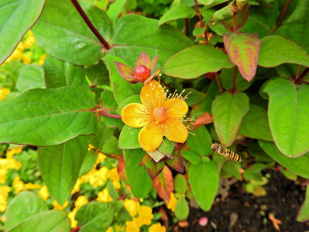 コボウズオトギリ（小坊主弟切）１