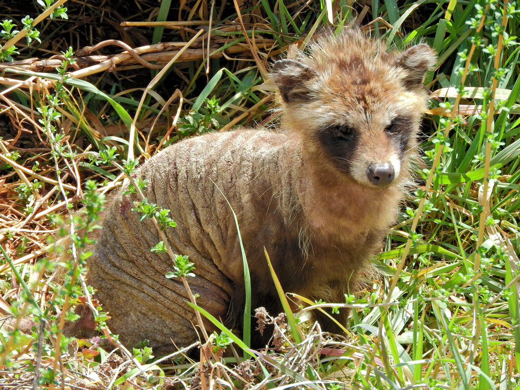野生の狸です　２