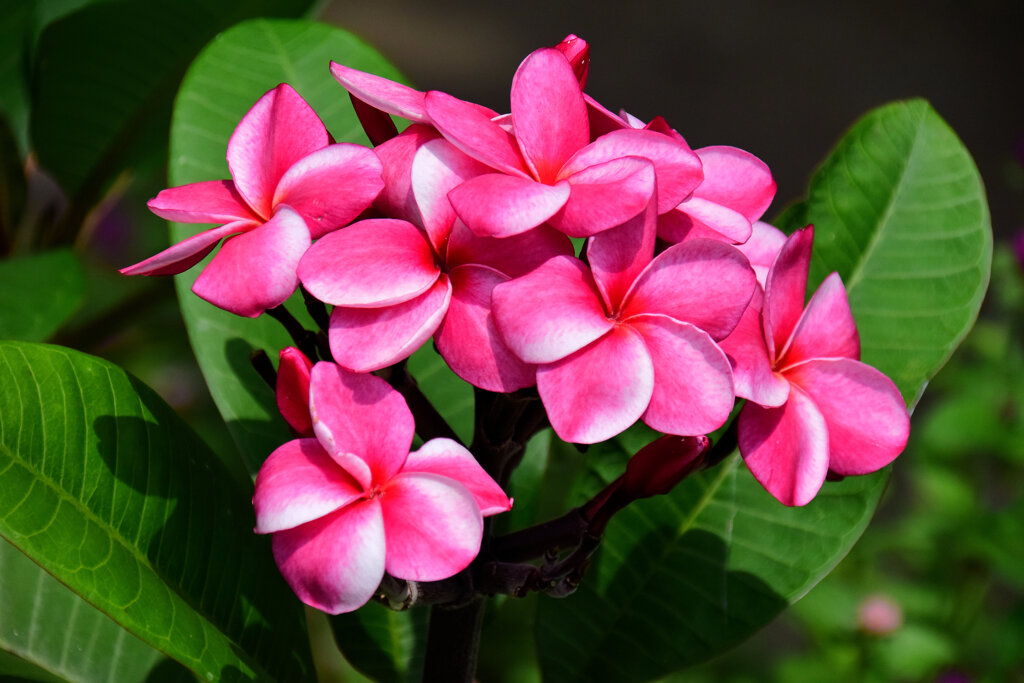 プルメリア・ピンク２