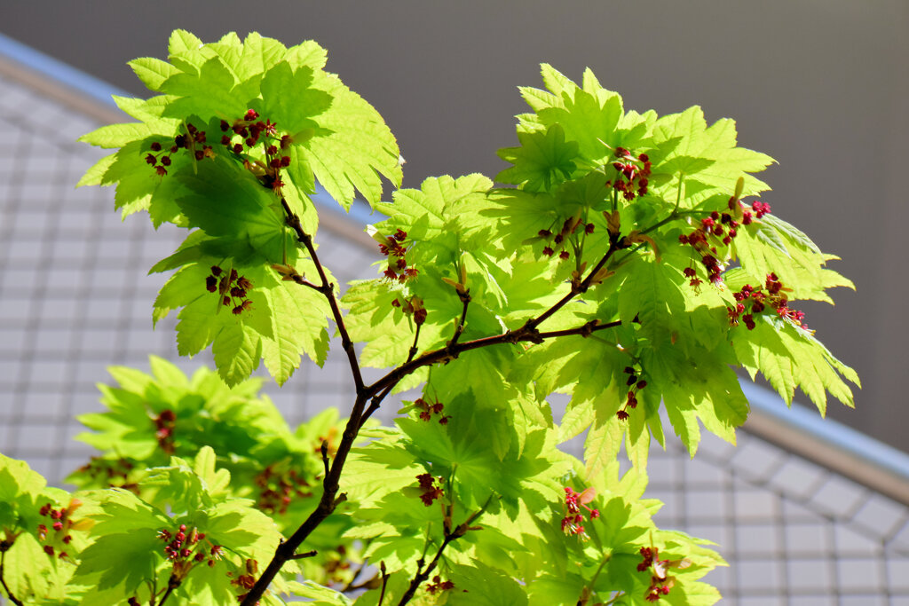 「羽団扇楓（はうちわかえで）」の花と実　６