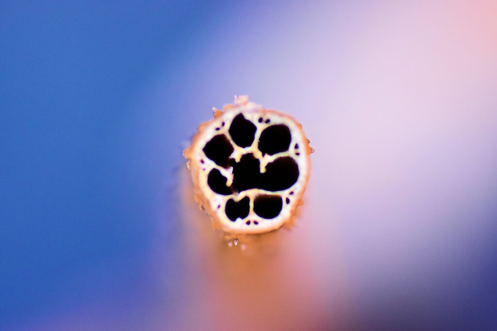 さてこれはなんでしょう？　2/2