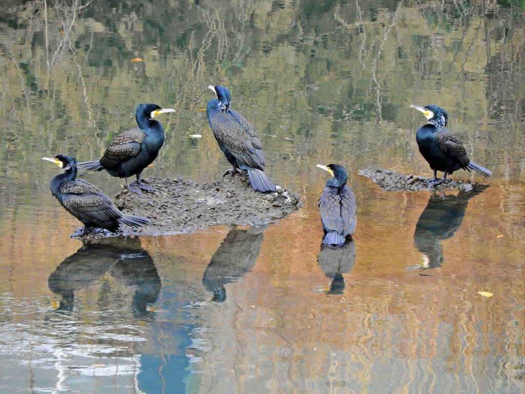 カワウの集会　１