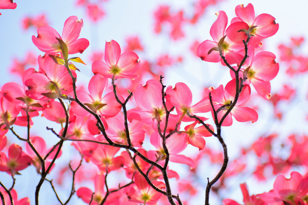花水木　５