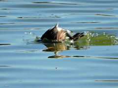 カイツブリ　4/4