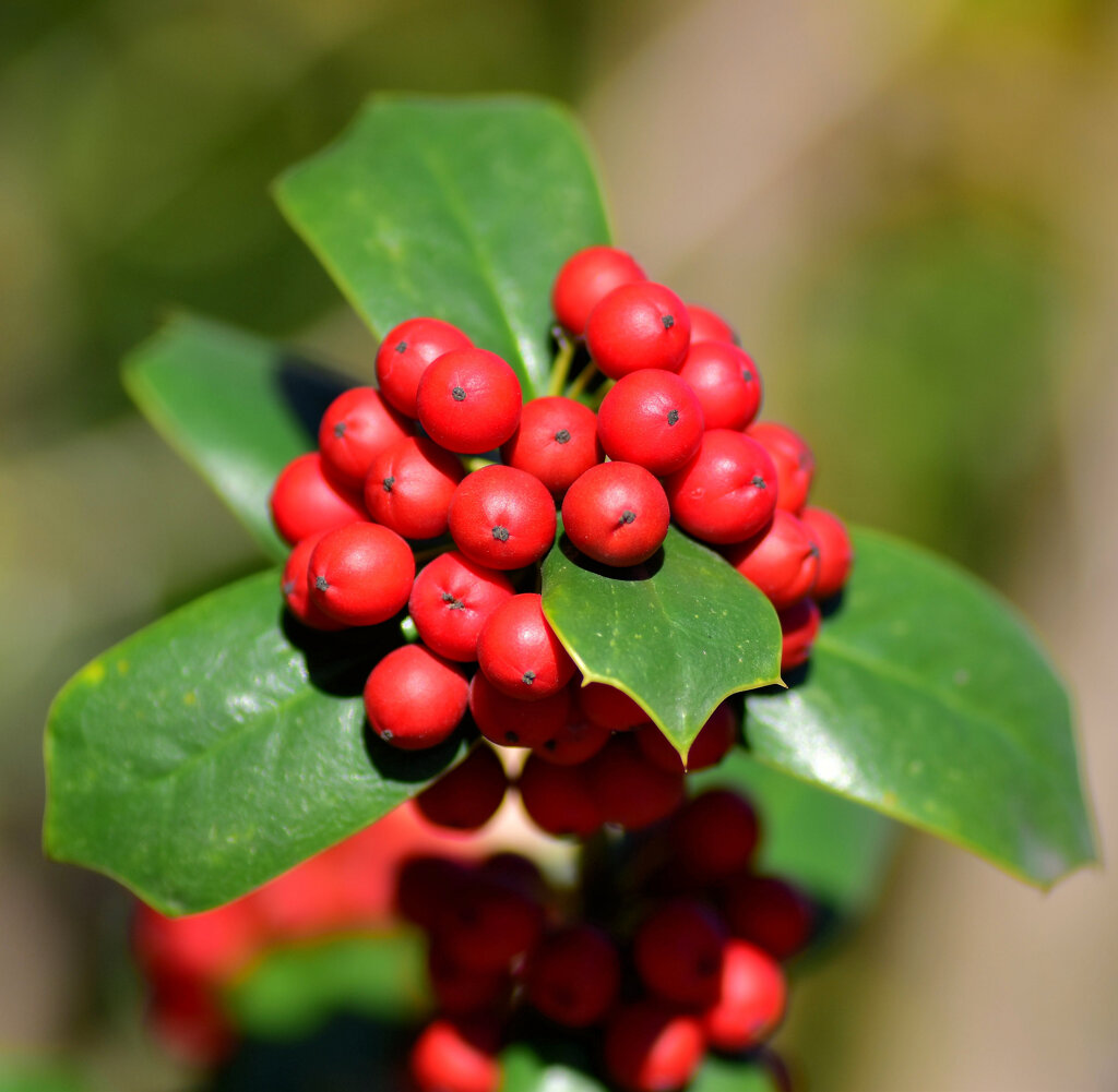 柊黐 （ひいらぎもち）、チャイニーズ・ホーリー、支那柊（しなひいらぎ）７