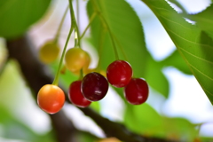 河津桜の実　２