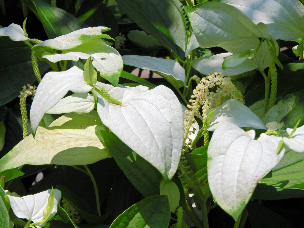 半夏生の花　２