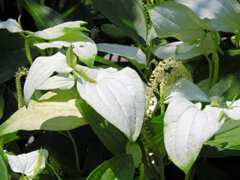 半夏生の花　２