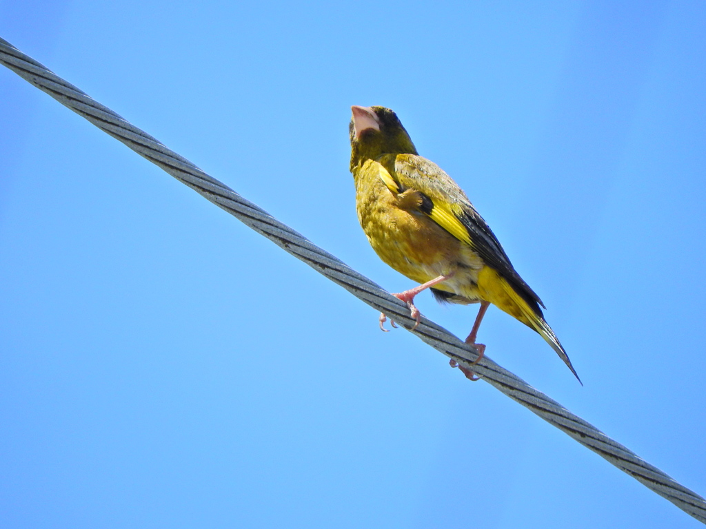 先に投稿した誰が喰った？の犯鳥　カワラヒワ　３