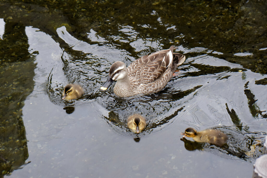 先週　誕生したカルガモの雛10羽は3羽に減りました｡･ﾟ(ﾟ⊃ω⊂ﾟ)ﾟ･｡　５