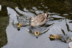 先週　誕生したカルガモの雛10羽は3羽に減りました｡･ﾟ(ﾟ⊃ω⊂ﾟ)ﾟ･｡　５