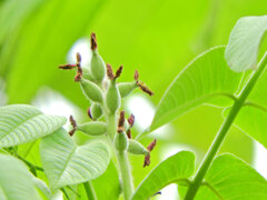 オニグルミの雌花が膨らんで来て実へ　３