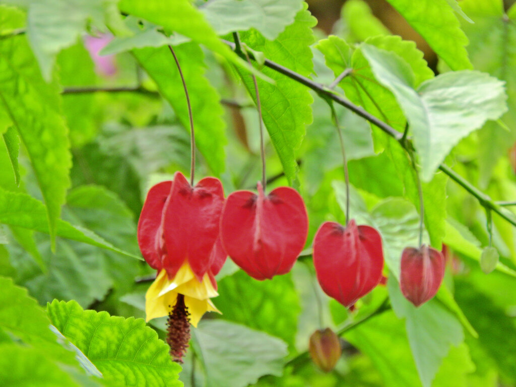 アプチロン・チロリアンランプ　４