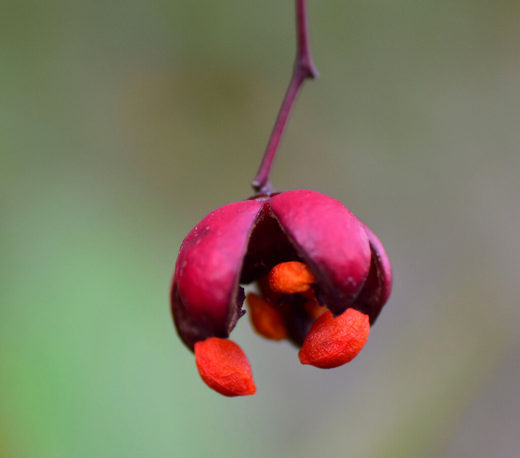 ツリバナ（吊花）の弾けた実、種　