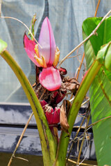 赤実バナナ（ピンクバナナ・アケビバナナ）　１