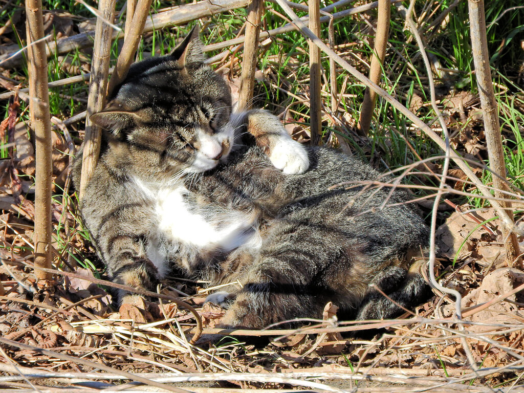 猫の日(=^☻ω☻^=)にゃん♪　２