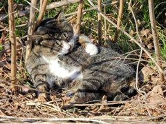 猫の日(=^☻ω☻^=)にゃん♪　２