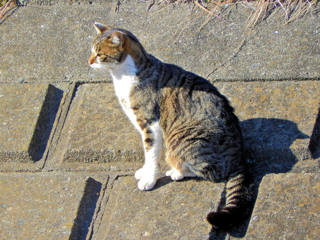 2023初猫にゃん(=^☻ω☻^=)　6/6