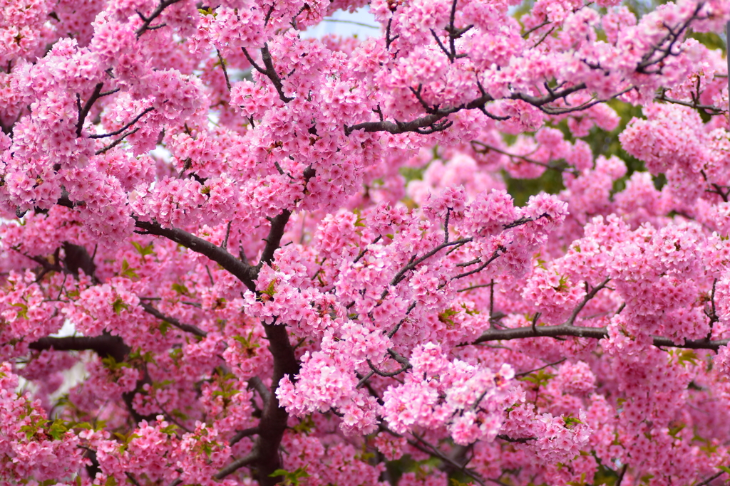 せせらぎ遊歩道・満開の河津桜　４