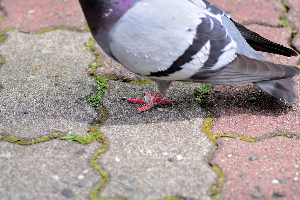 鳩の足に糸が絡んで歩きにくそうでした　^_^;　１