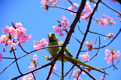 ワカケホンセイインコ　３