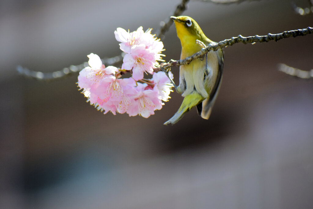 日々、訓練・・懸垂をする_１・２・３・・・メジロさん