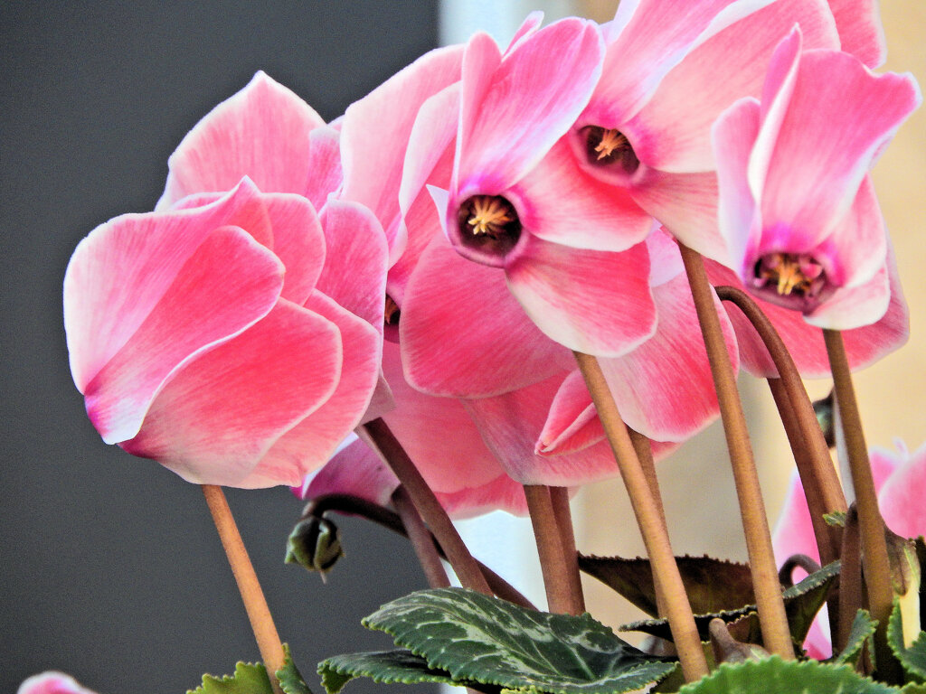 シクラメン　７