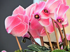 シクラメン　７