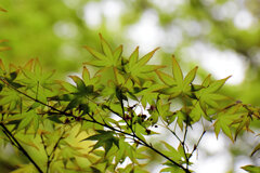 春紅葉　美しい　３