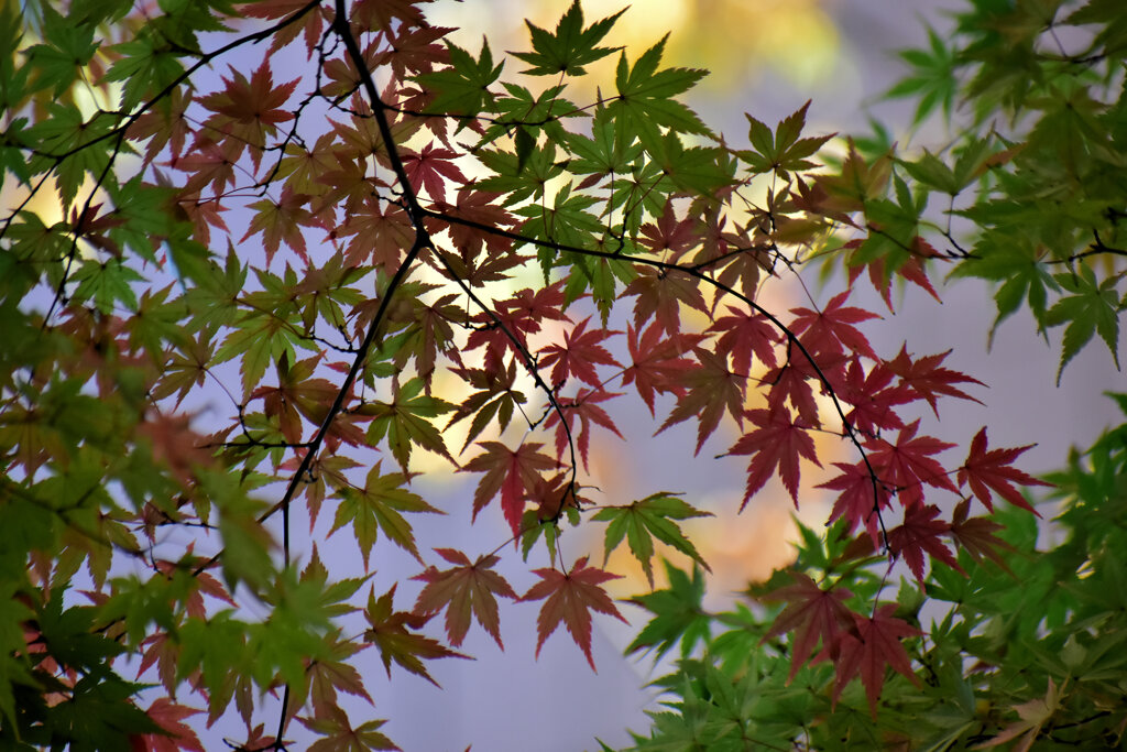 紅葉　１１