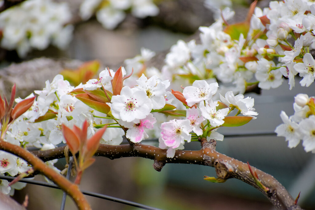 梨園で受粉した後にピンクに染まっている梨の花　４