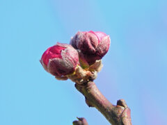 明日は桃の節句ですが・・・花桃は開花せず　２