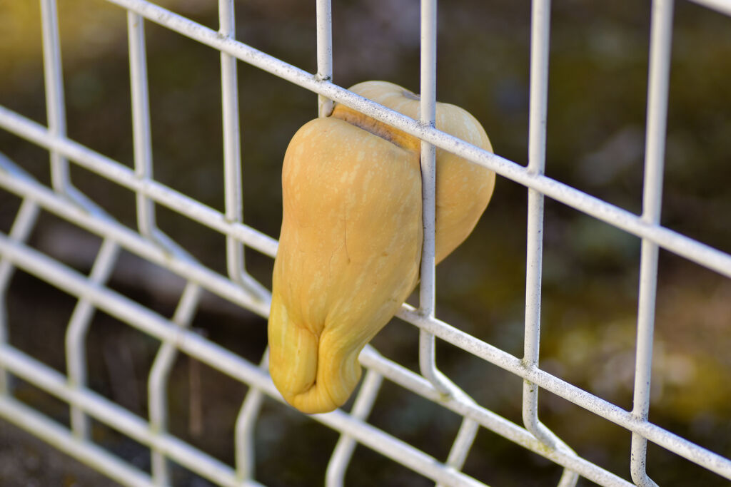 畑から逃げようとして柵に挟まったままのバターナッツ南瓜１