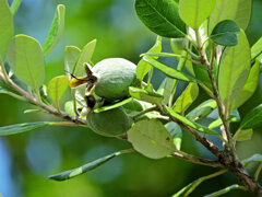 フェイジョア   (Feijoa)　実　４