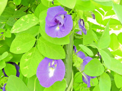 蝶豆花茶（バタフライピー）　７