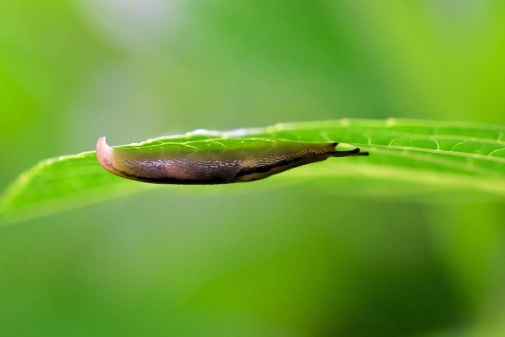 雨上がりの紫陽花の葉にナメクジ　４