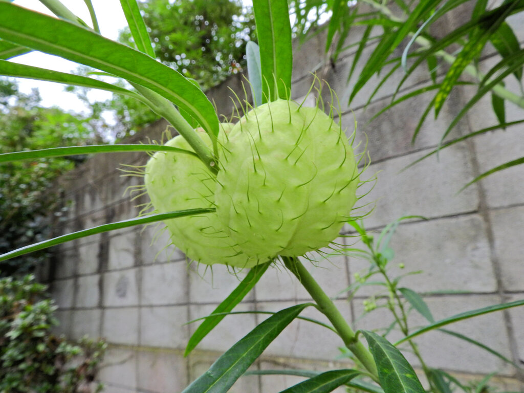 風船唐綿 （ふうせんとうわた）　実　５