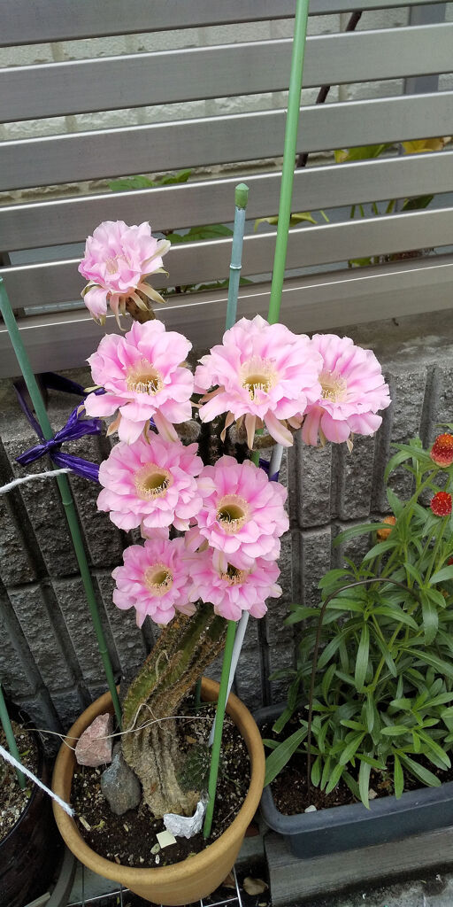 民家の玄関でサボテンの花