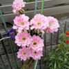 民家の玄関でサボテンの花