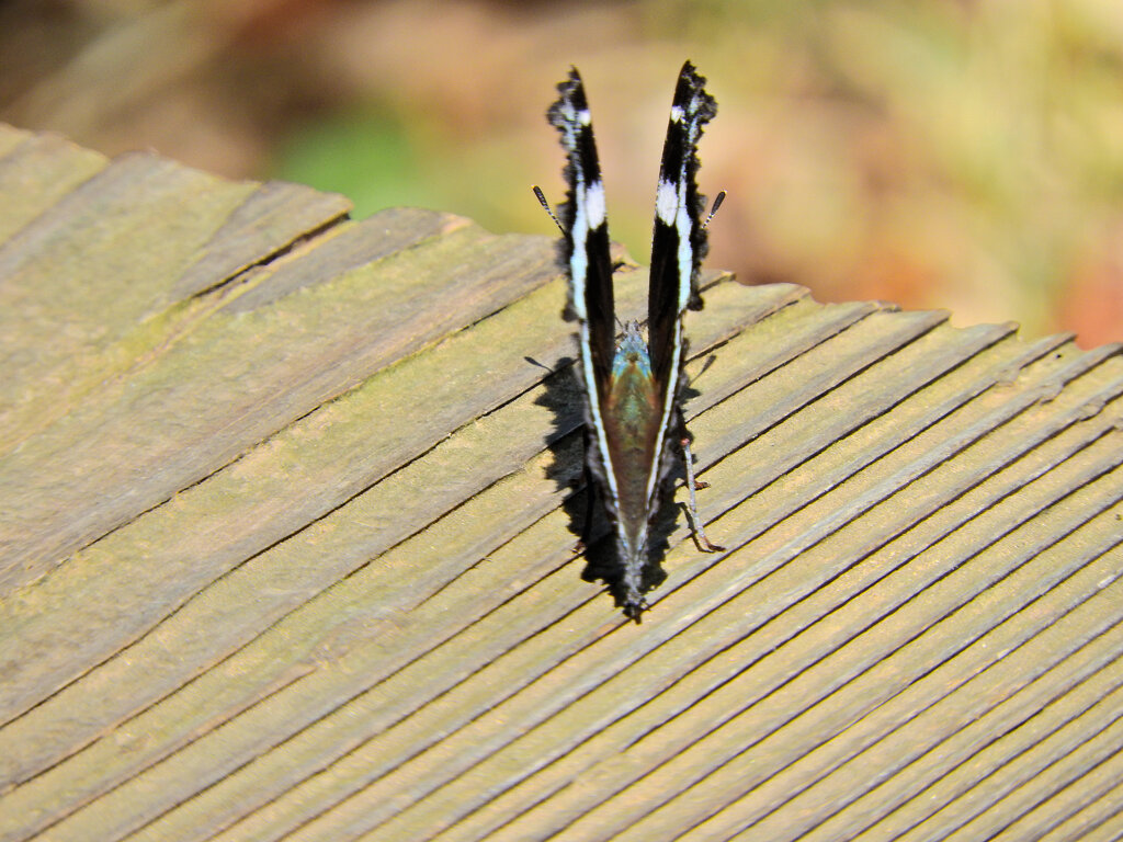 ルリタテハ 　チョウ目　タテハチョウ科　タテハチョウ亜科　６