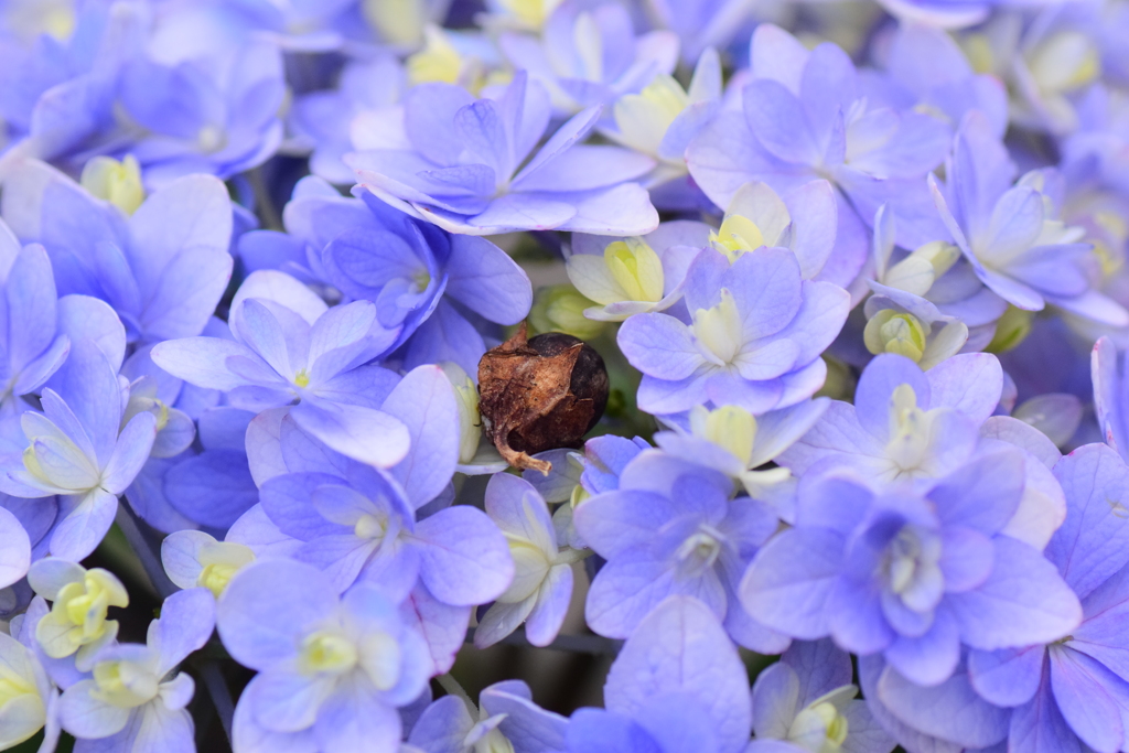 紫陽花の花に落ちた百日紅の実　2/2