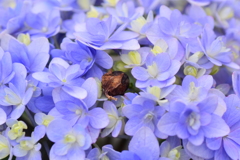 紫陽花の花に落ちた百日紅の実　2/2