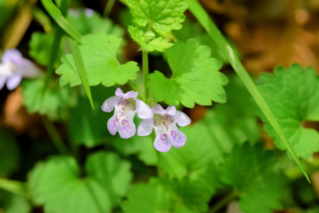 垣通 （かきどおし）　６