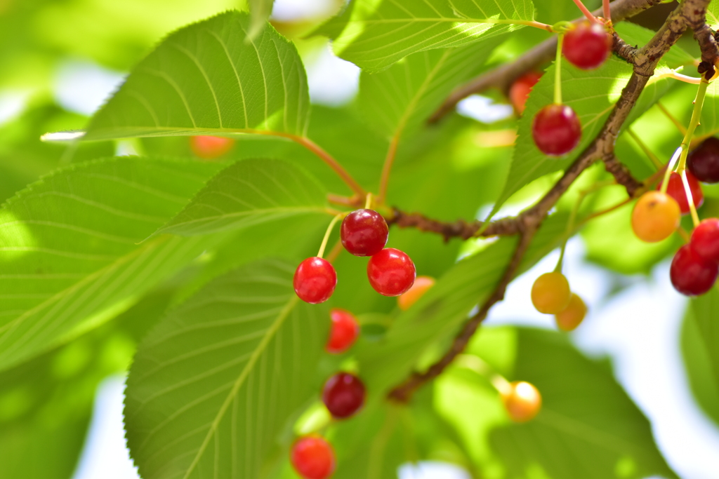 河津桜の実　６