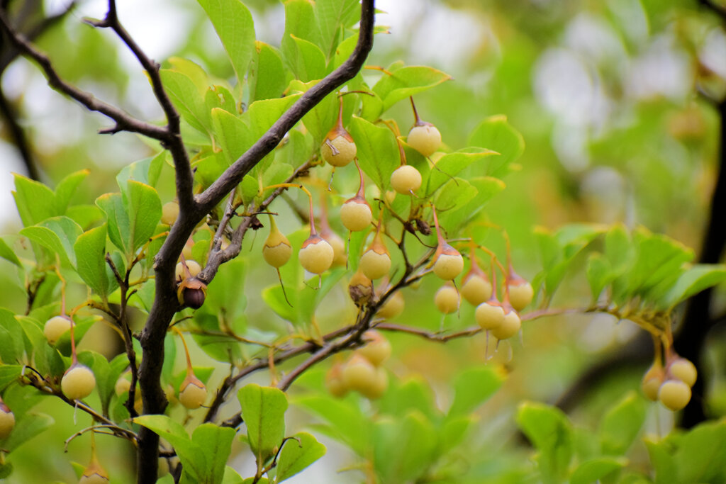 エゴノキ　萵苣の木　（ちしゃのき）　実　４
